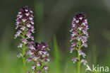 Burnt Orchid (Neotinea ustulata)