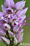 Aapjesorchis (Orchis simia) 