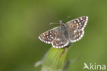 Grizzled Skipper (Pyrgus malvae)