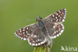 Grizzled Skipper (Pyrgus malvae)