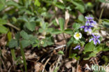 Aardbeiganzerik (Potentilla sterilis) 