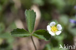 Aardbeiganzerik (Potentilla sterilis) 