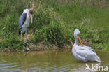 Afrikaanse Maraboe (Leptoptilos crumeniferus)