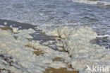 algae