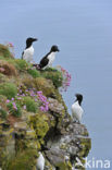 Razorbill (Alca torda)