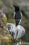 Razorbill (Alca torda)