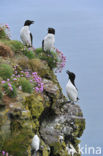 Razorbill (Alca torda)