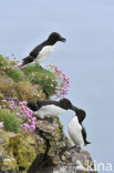 Razorbill (Alca torda)