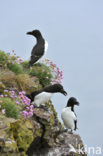 Razorbill (Alca torda)