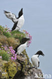 Razorbill (Alca torda)