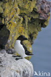 Razorbill (Alca torda)