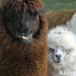 Alpaca (Vicugna pacos)