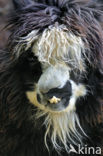 Alpaca (Vicugna pacos)