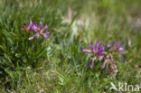 Alpenklaver (Trifolium alpinum)