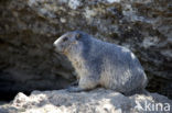 Alpine Marmot (Marmota marmota)