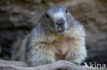 Alpine Marmot (Marmota marmota)