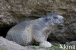 Alpine Marmot (Marmota marmota)