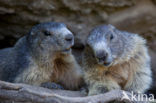 Alpine Marmot (Marmota marmota)