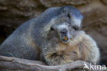 Alpine Marmot (Marmota marmota)