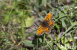 Alpenparelmoervlinder (Melitaea varia)