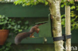 Red Squirrel (Sciurus vulgaris)