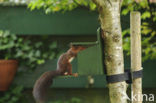 Red Squirrel (Sciurus vulgaris)