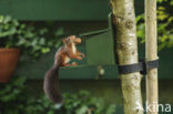 Red Squirrel (Sciurus vulgaris)