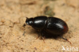 Aphodius haemorroidalis