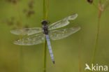 Beekoeverlibel (Orthetrum coerulescens) 