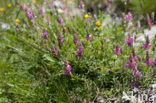 Bergsparcette (Onobrychis montana)