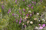 Bergsparcette (Onobrychis montana)