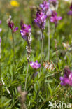 Bergsparcette (Onobrychis montana)