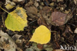 Birch (Betula)