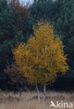Birch (Betula)