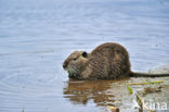 Beverrat (Myocastor coypus)