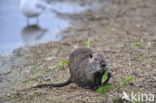 Coypu (Myocastor coypus)