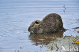 Beverrat (Myocastor coypus)