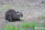 Beverrat (Myocastor coypus)