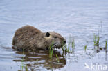 Coypu (Myocastor coypus)