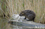 Beverrat (Myocastor coypus)