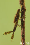 White-legged Damselfly (Platycnemis pennipes)