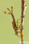White-legged Damselfly (Platycnemis pennipes)