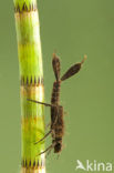 White-legged Damselfly (Platycnemis pennipes)