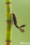 Blauwe breedscheenjuffer (Platycnemis pennipes)