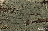 Trapeliopsis flexuosa