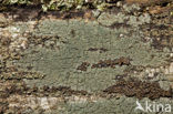 Blauwe veenkorst (Trapeliopsis flexuosa)
