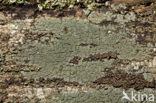 Trapeliopsis flexuosa