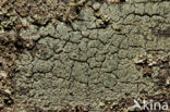 Trapeliopsis flexuosa