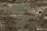 Trapeliopsis flexuosa