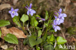 Bleeksporig bosviooltje (Viola riviniana)